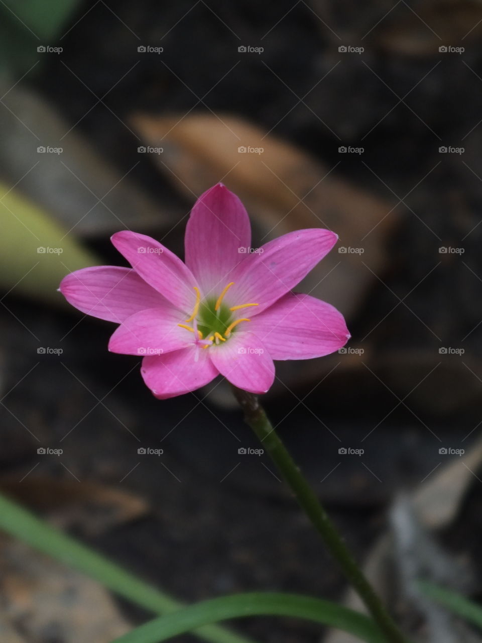 Pink flowers in the middle of a large forest