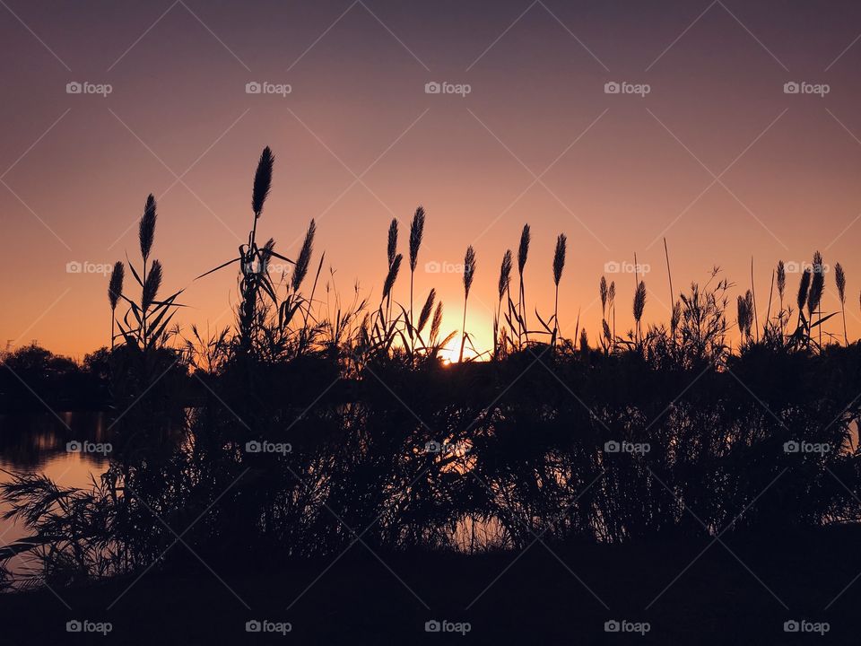Cat Tails steal the show early into the Sunset. The Sun is casting a gorgeous colour which will stay focused even through Twilight.