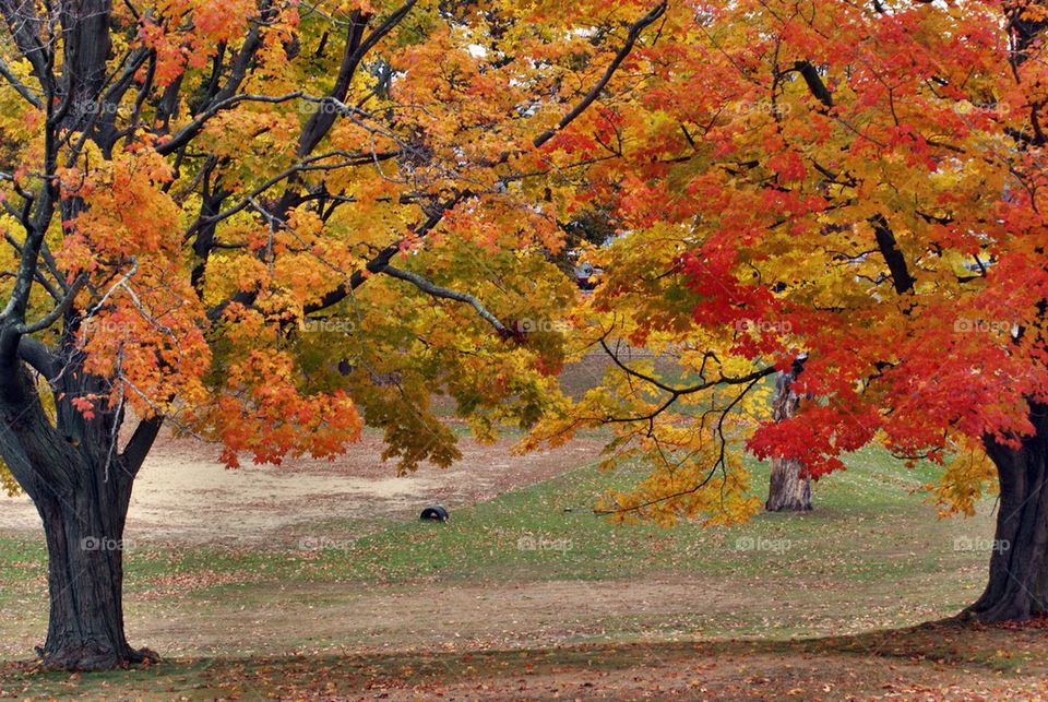 Fall colors in autumn