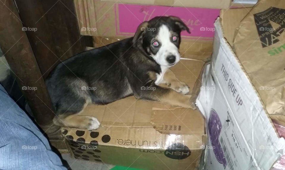 This here is Lil' Moon, she knew she was in trouble so she gave me this look. It was to adorable not to take her picture. She is the little sister to Blizzy. She is laying down on one of my mom's boxes. Puppies like to make trouble.