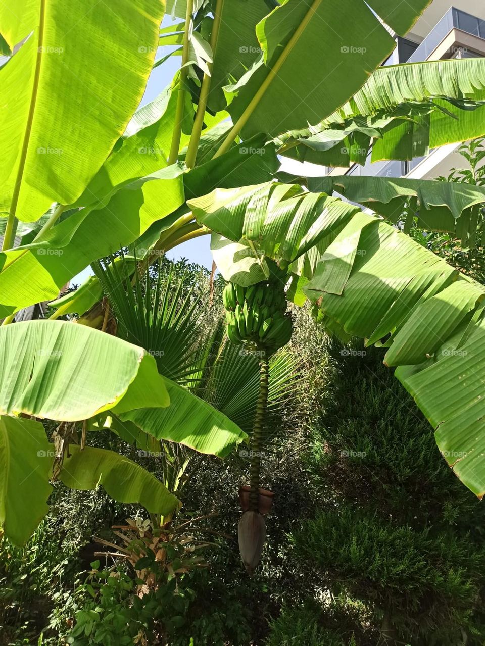 muz ağacı bananatree banana baum