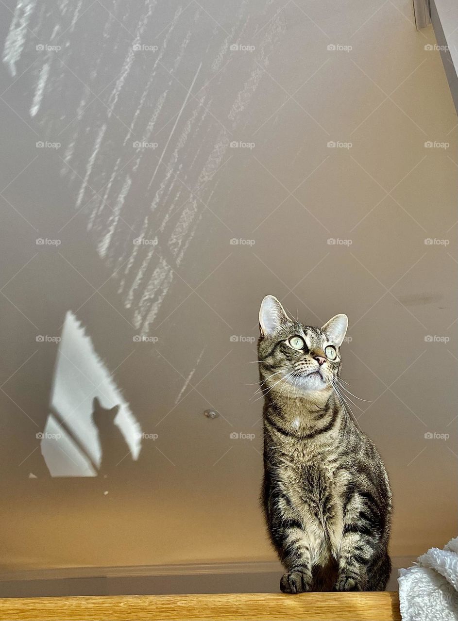 A cat sitting on a railing and looking out a window, with her shadow on the ceiling 