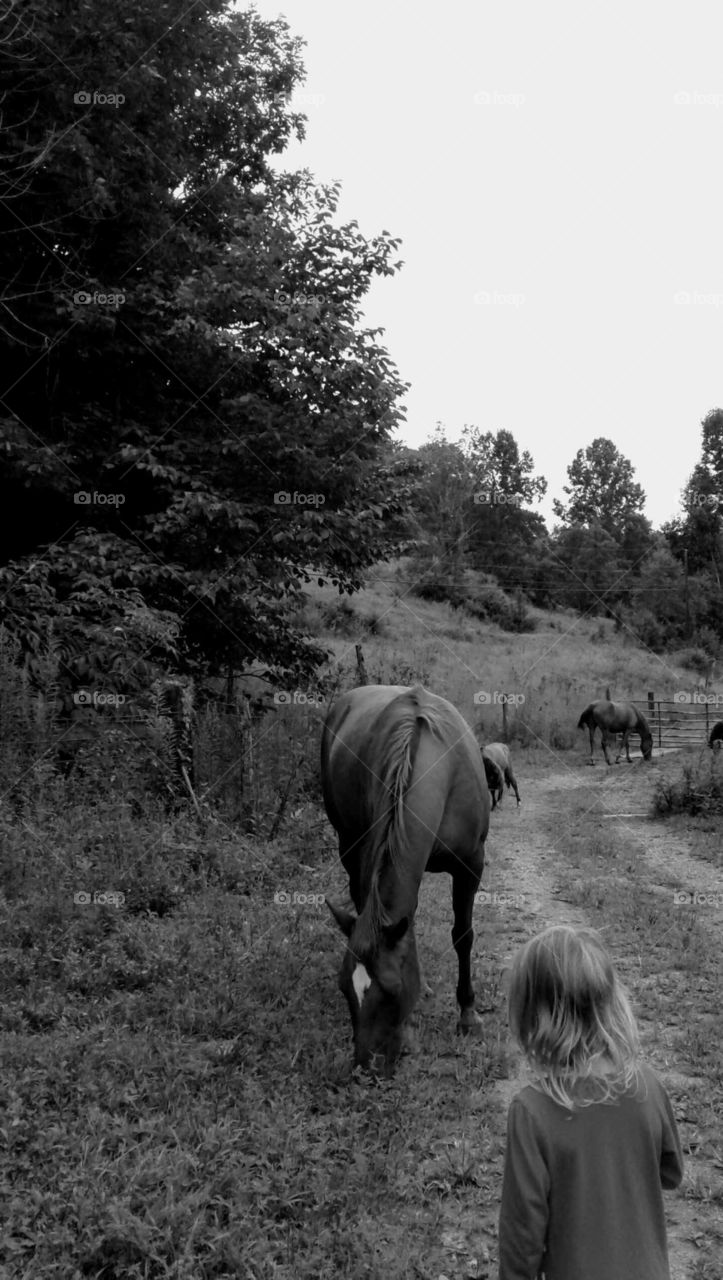 Horses Grazing