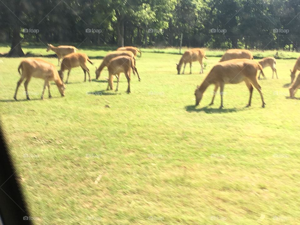 Drive through safari this past summer when we went with the senior center. Perfect day.