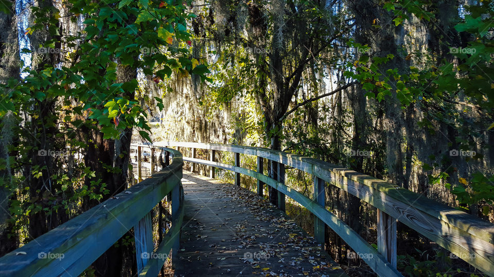 Tree, Wood, Nature, Park, Leaf