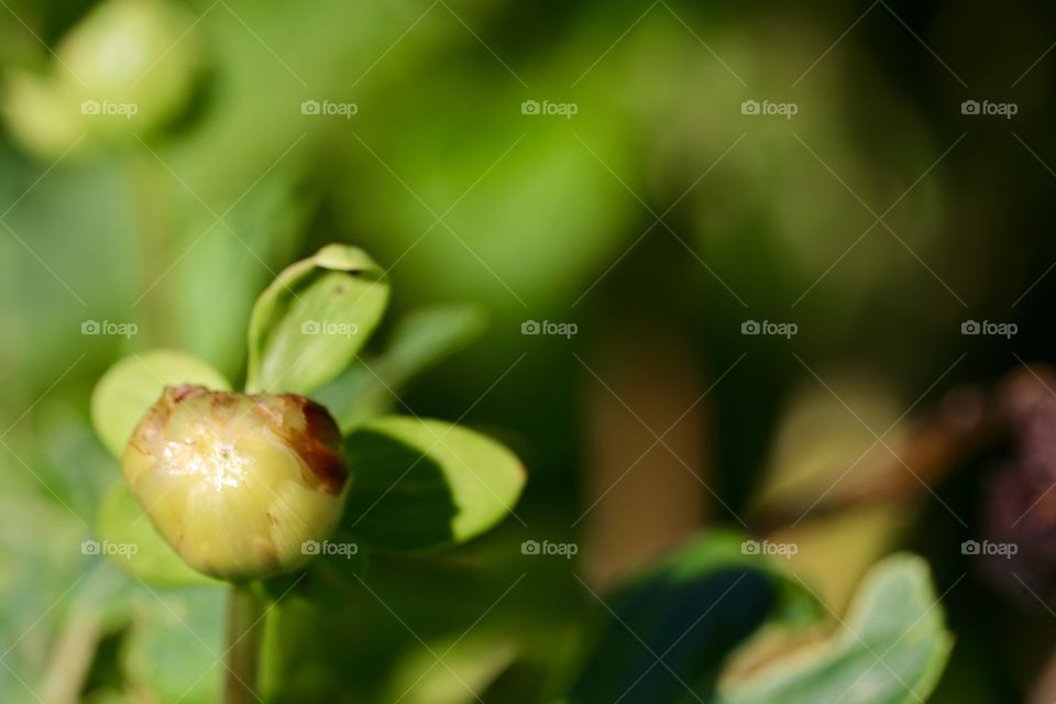 Rosehip fruit of the rose closeup macro 