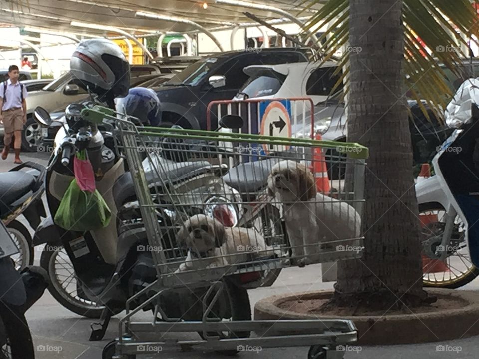 Nice puppies . Near shopping center