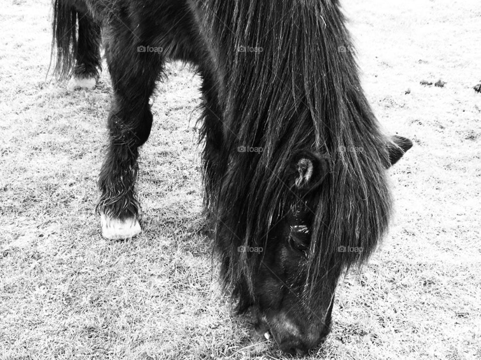 Black and white picture of a beautiful horse, eating some grass in a meadow alongside other horses looking as content as can be.