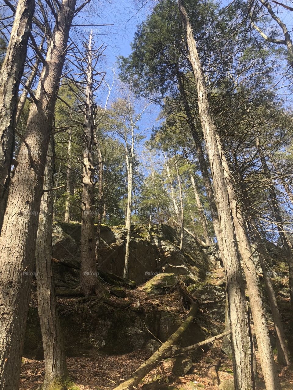 Looking up through the trees. Black Rock State Park.