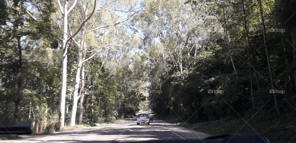 Estrada com árvores