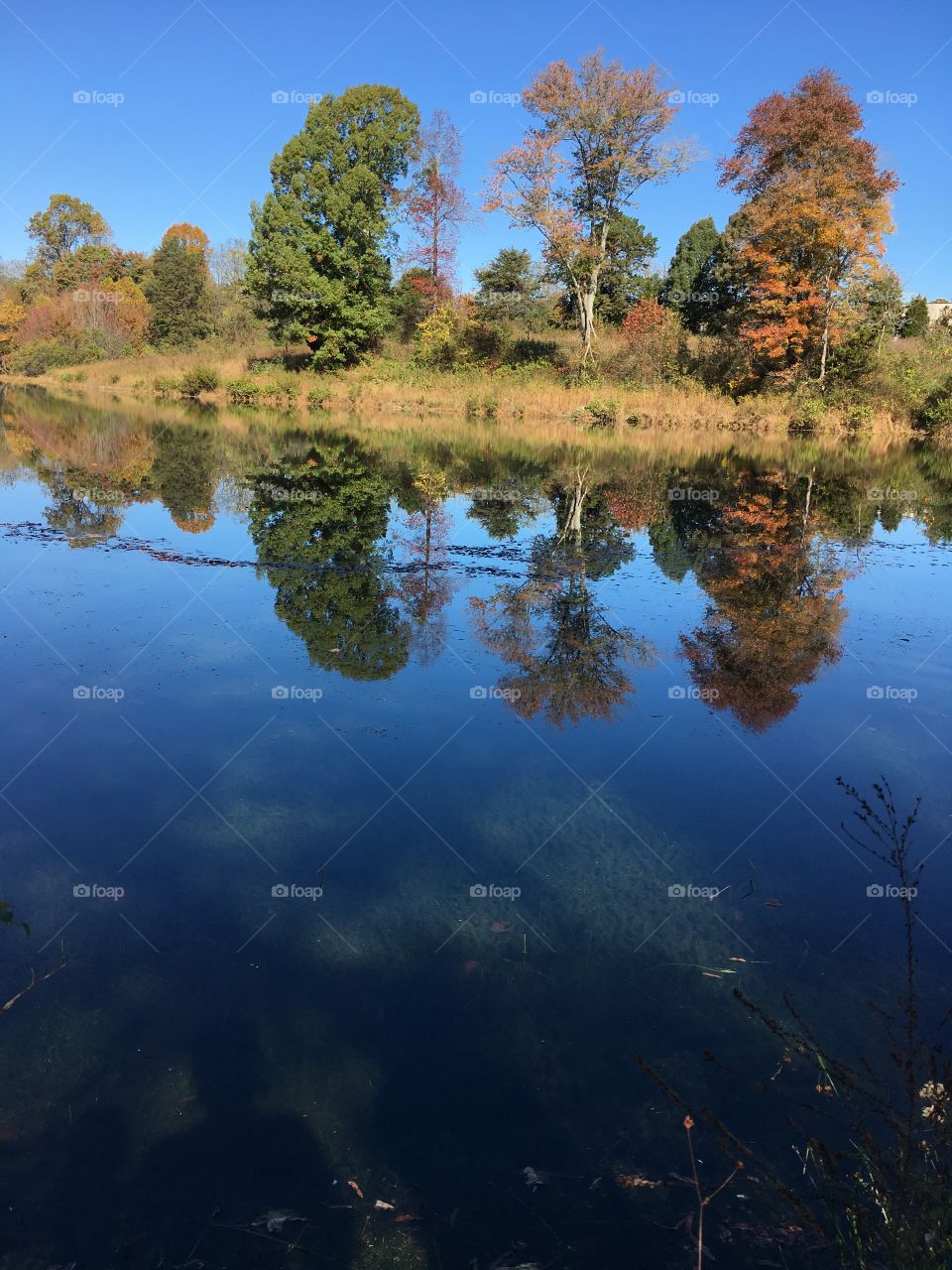 Fishing pond reflections 