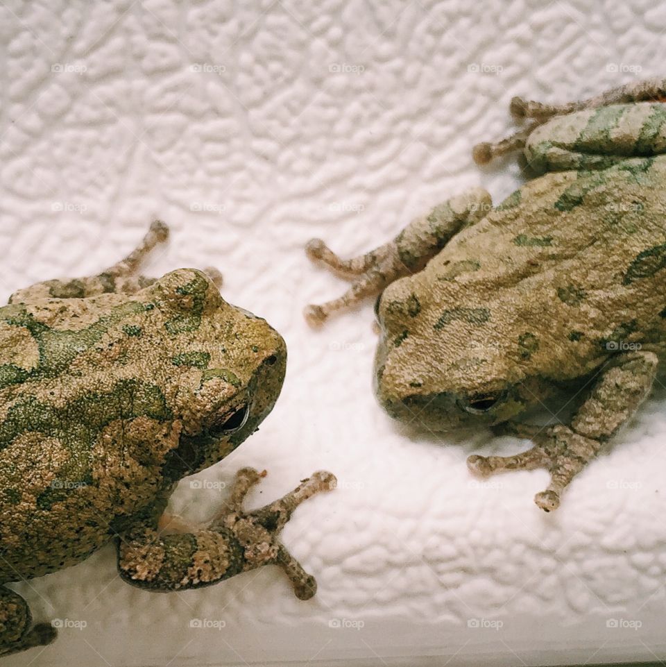 Two tree frogs 