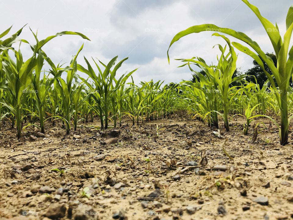 corn, field with corn, clouds and corn
