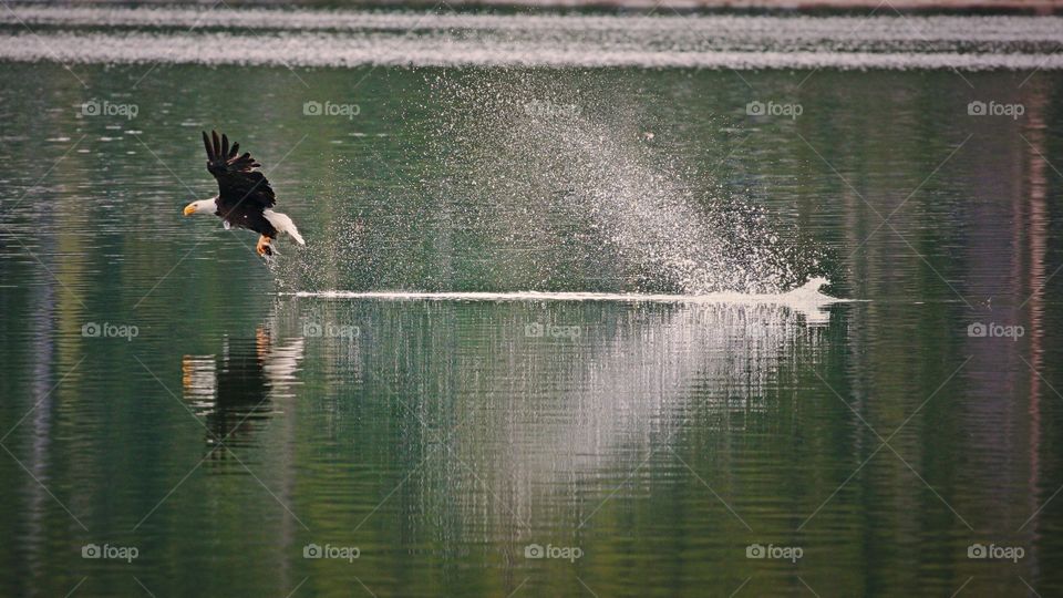 bald eagle catch