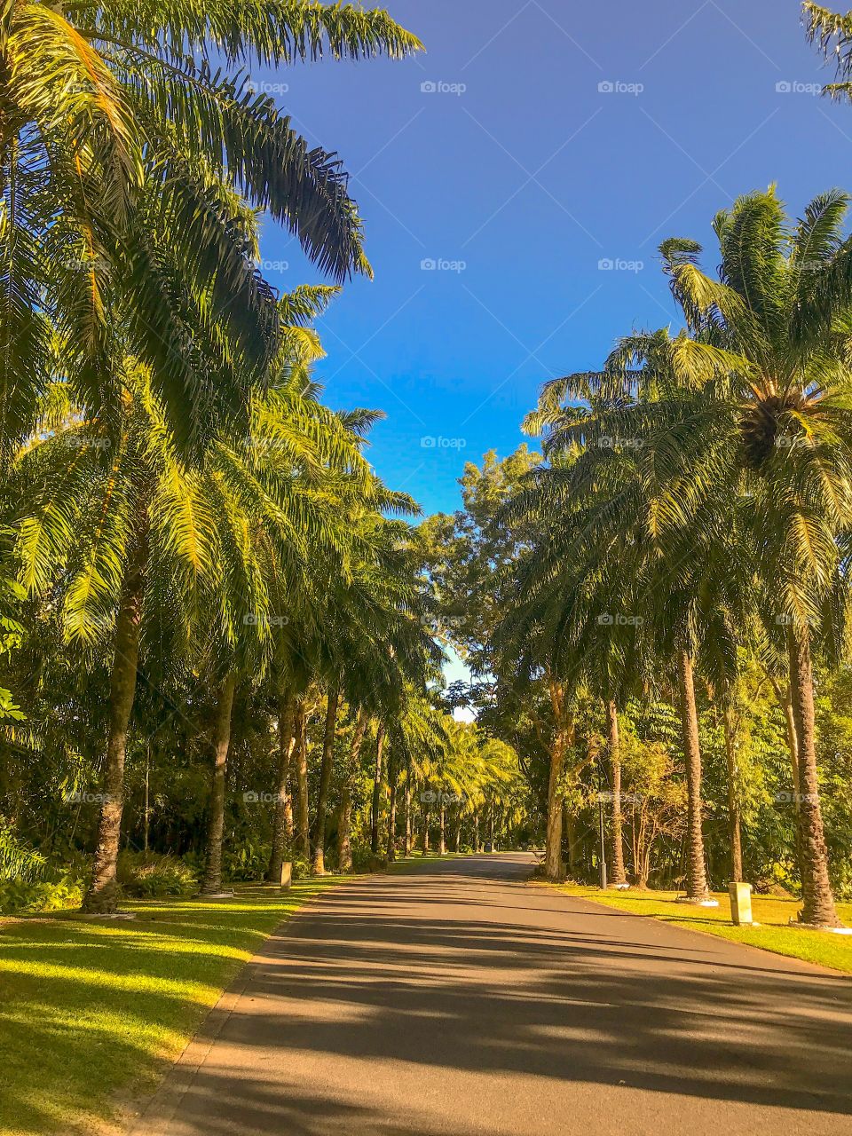 Walking along the palm lined path in tropical sunshine ..