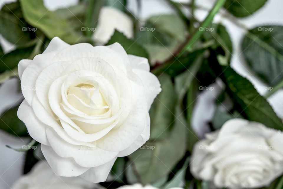 White Rose with green leaves
