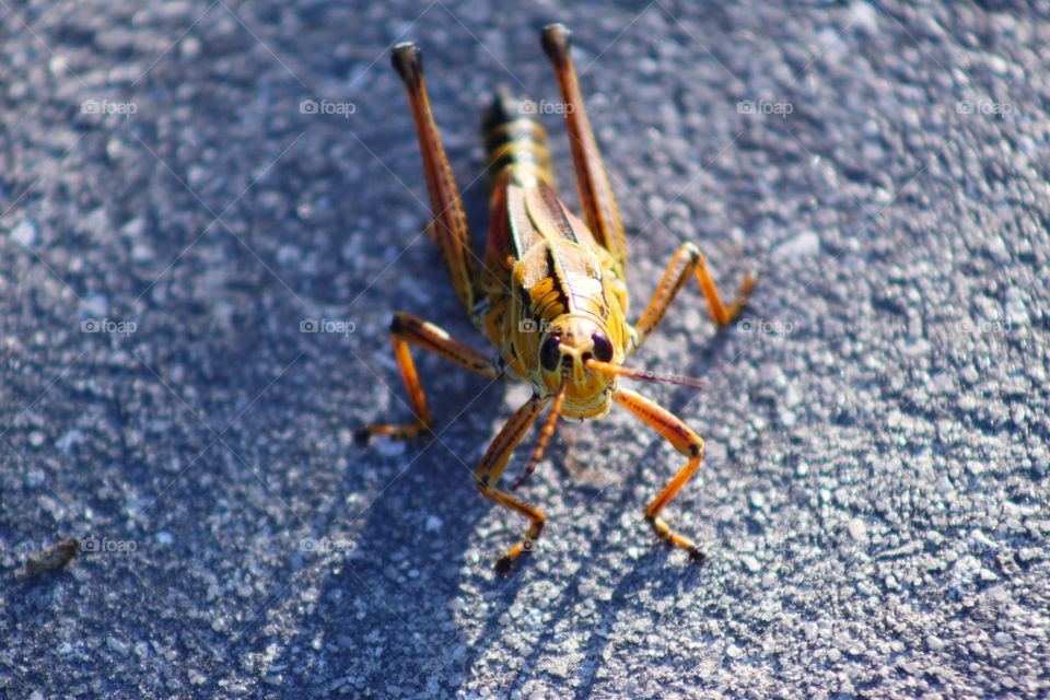 grasshopper