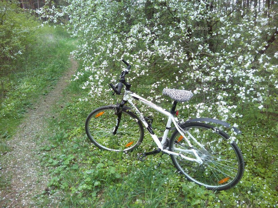 Wheel, Bike, Nature, Grass, Cyclist