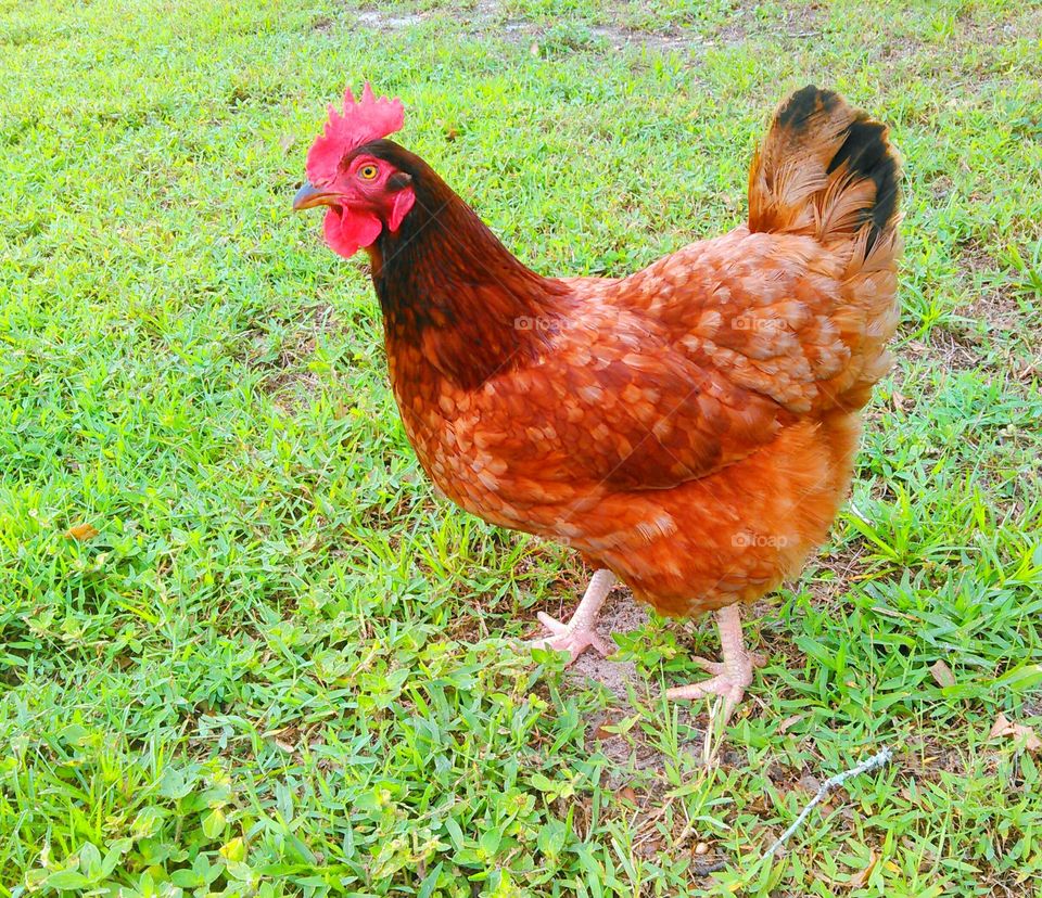 Wild chicken. Chicken asked for a selfie