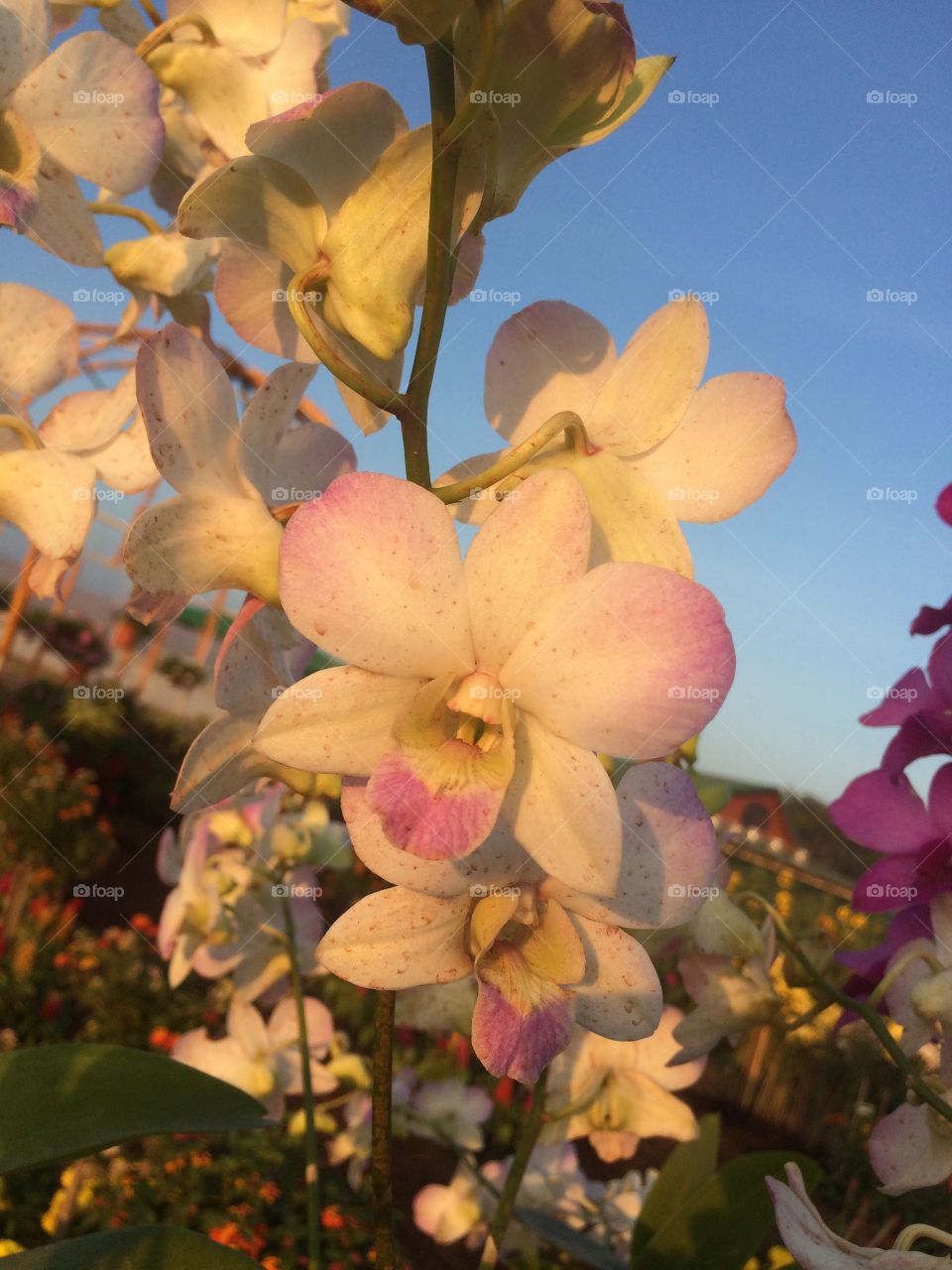 orchid in the garden