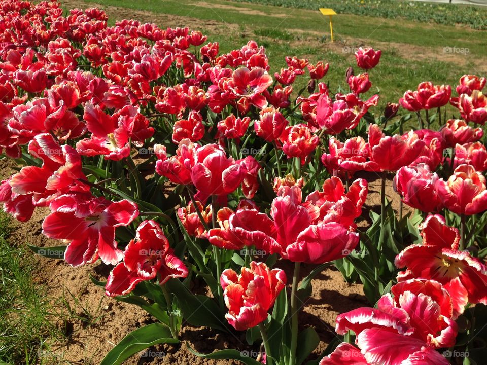 Red flower field