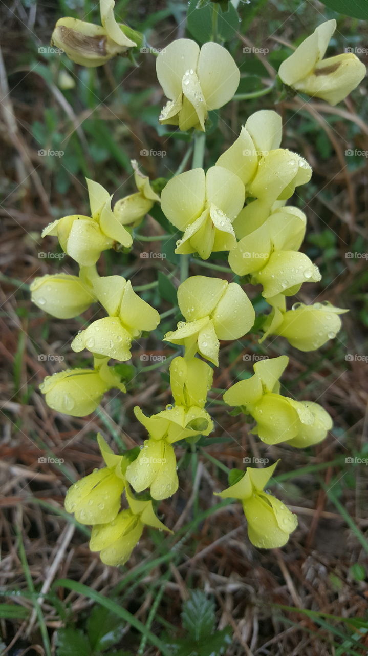 blooms