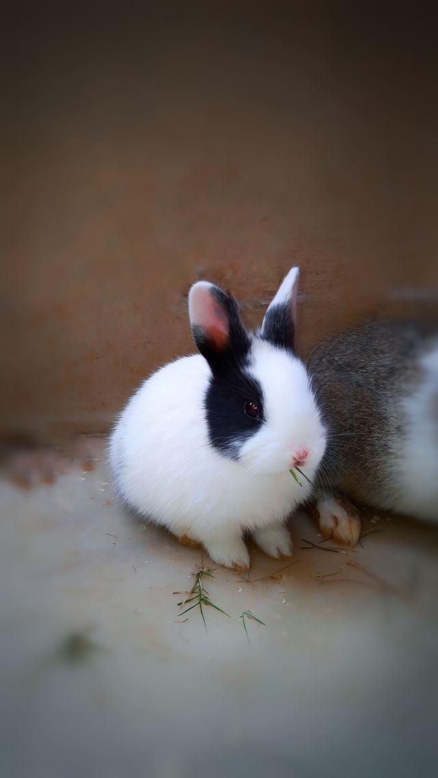 In this photo I captured a beautiful and cutest baby rabbit eating some grass, baby bunny