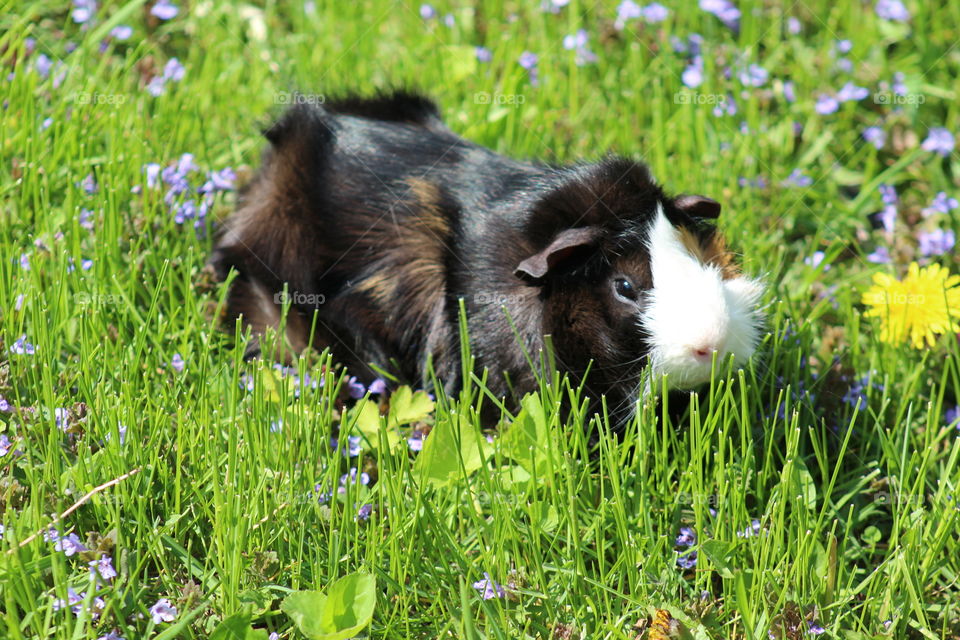 Guinea pig in grass