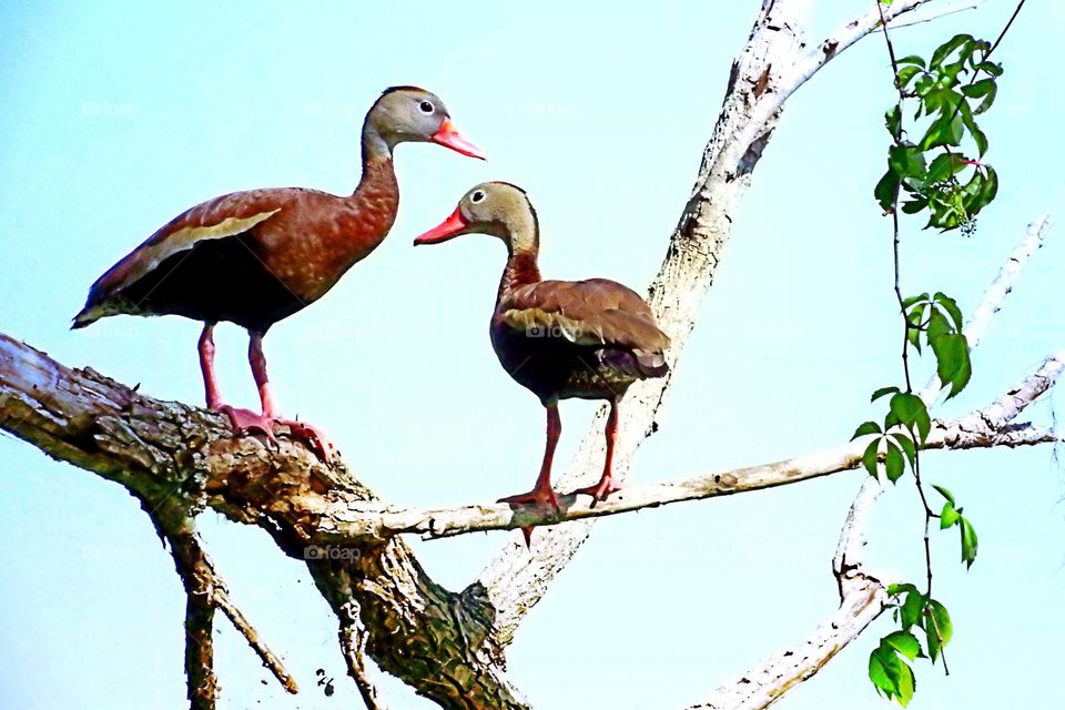 Black Bellied Whistling Ducks