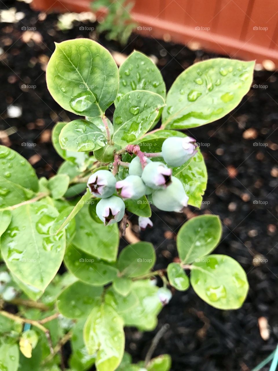 Buds in Garden