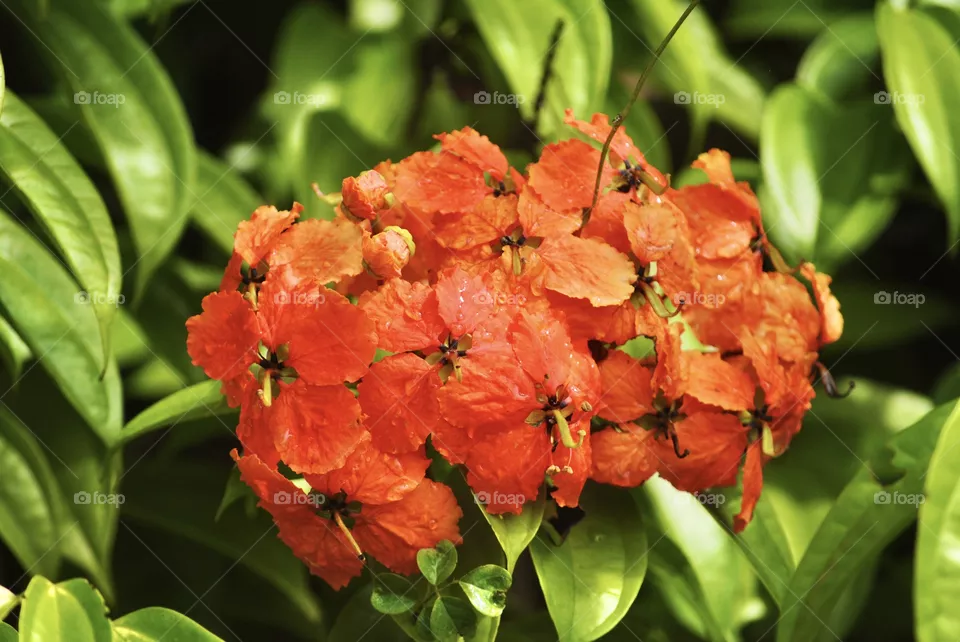Orange flowers 