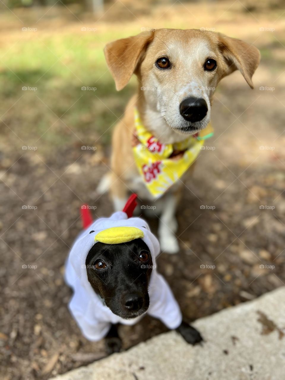 Two pet dogs dressed as Chicken and Waffle in Halloween costumes. Small black dog wearing a chicken suit while larger tan dog wears a waffle bandanna.