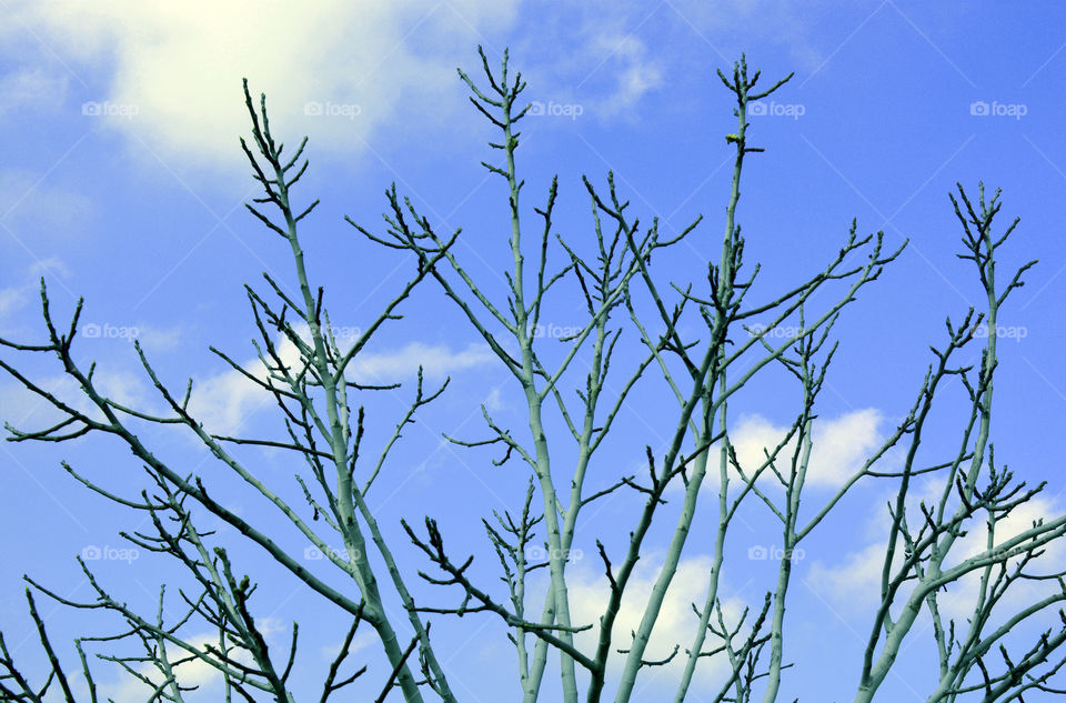 Dry tree branches with sky background.