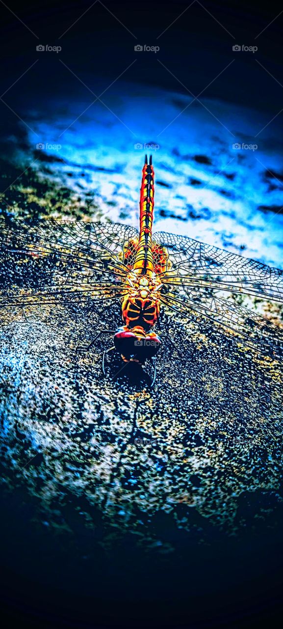 A vibrant dragonfly rests, embodying nature's delicate beauty and resilience. The striking contrast in the image symbolizes harmony and transformation, urging us to appreciate life's intricate details.