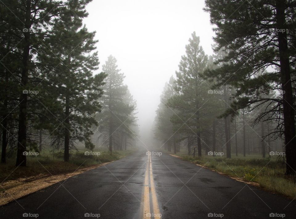 Foggy Road 2