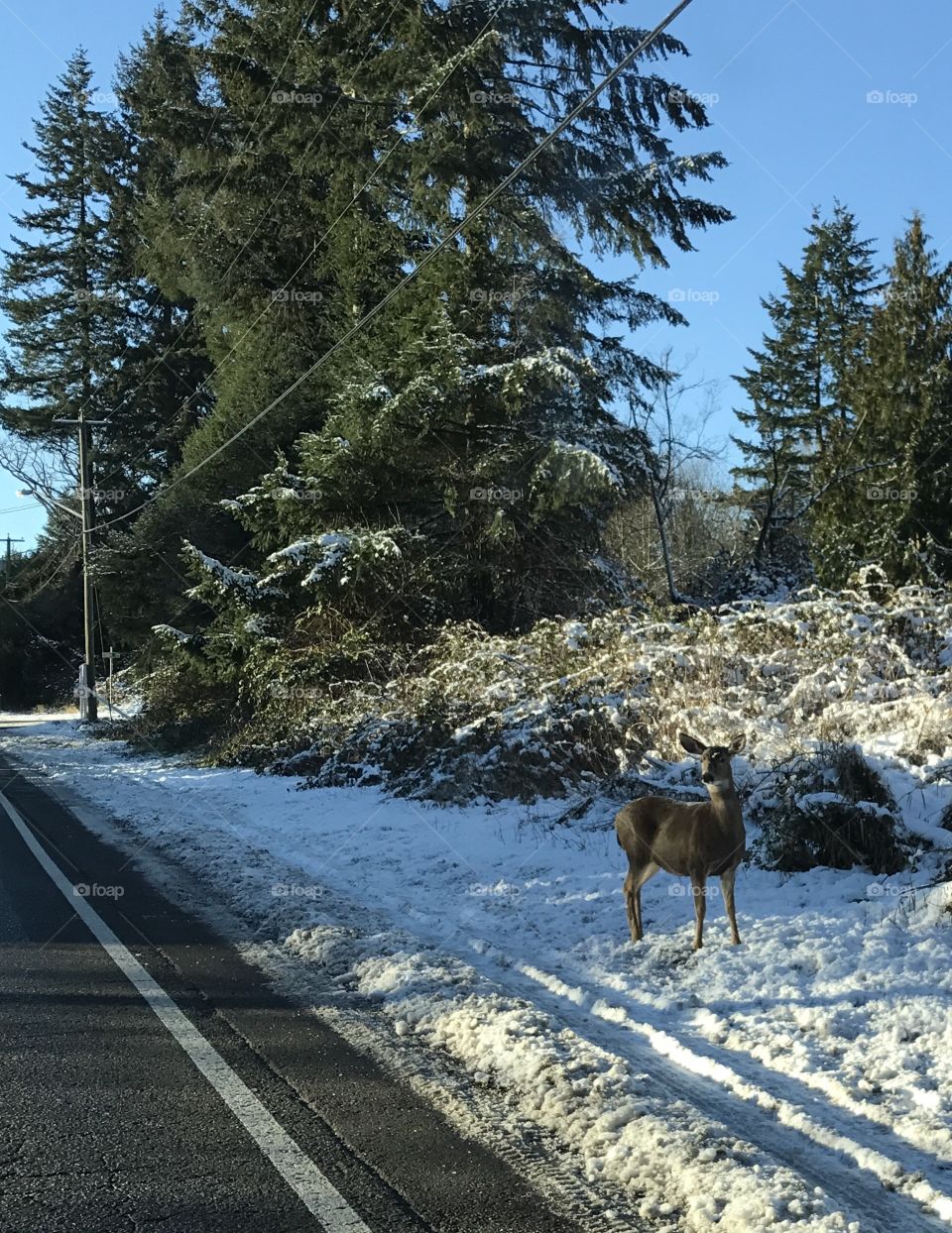 A Doe along the side of the road