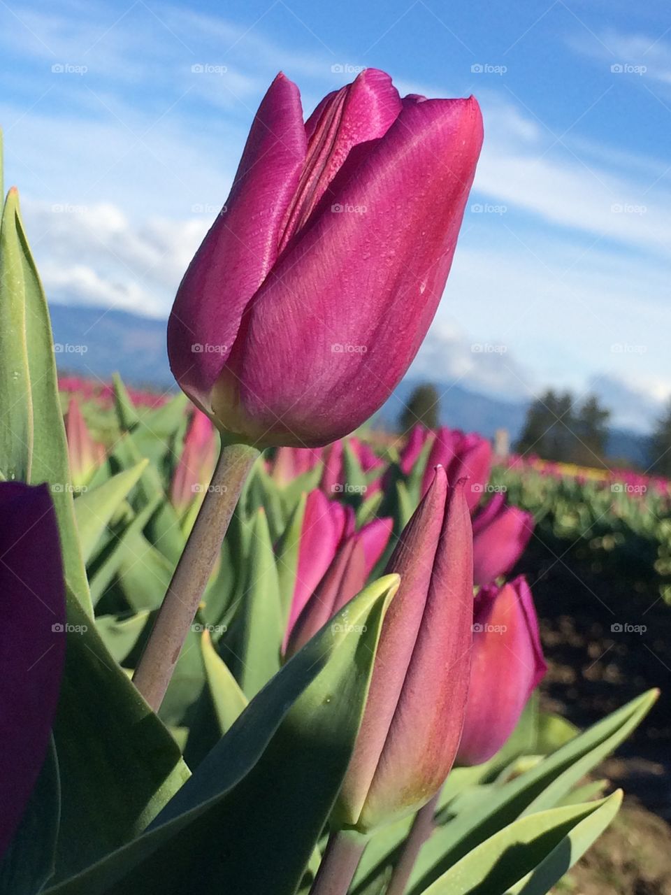 Tulip. Tulip field in Mt. Vernon, WA
