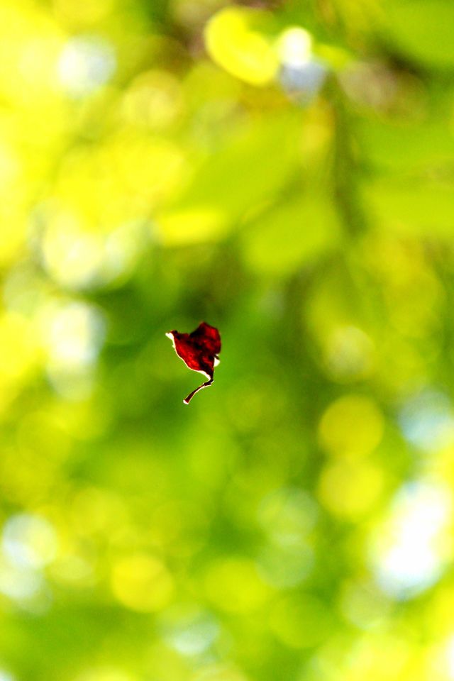 falling leaf