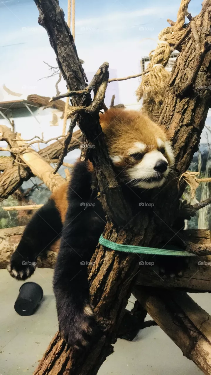 Zoo day 