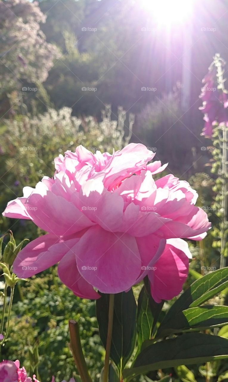 Peony in sunlight