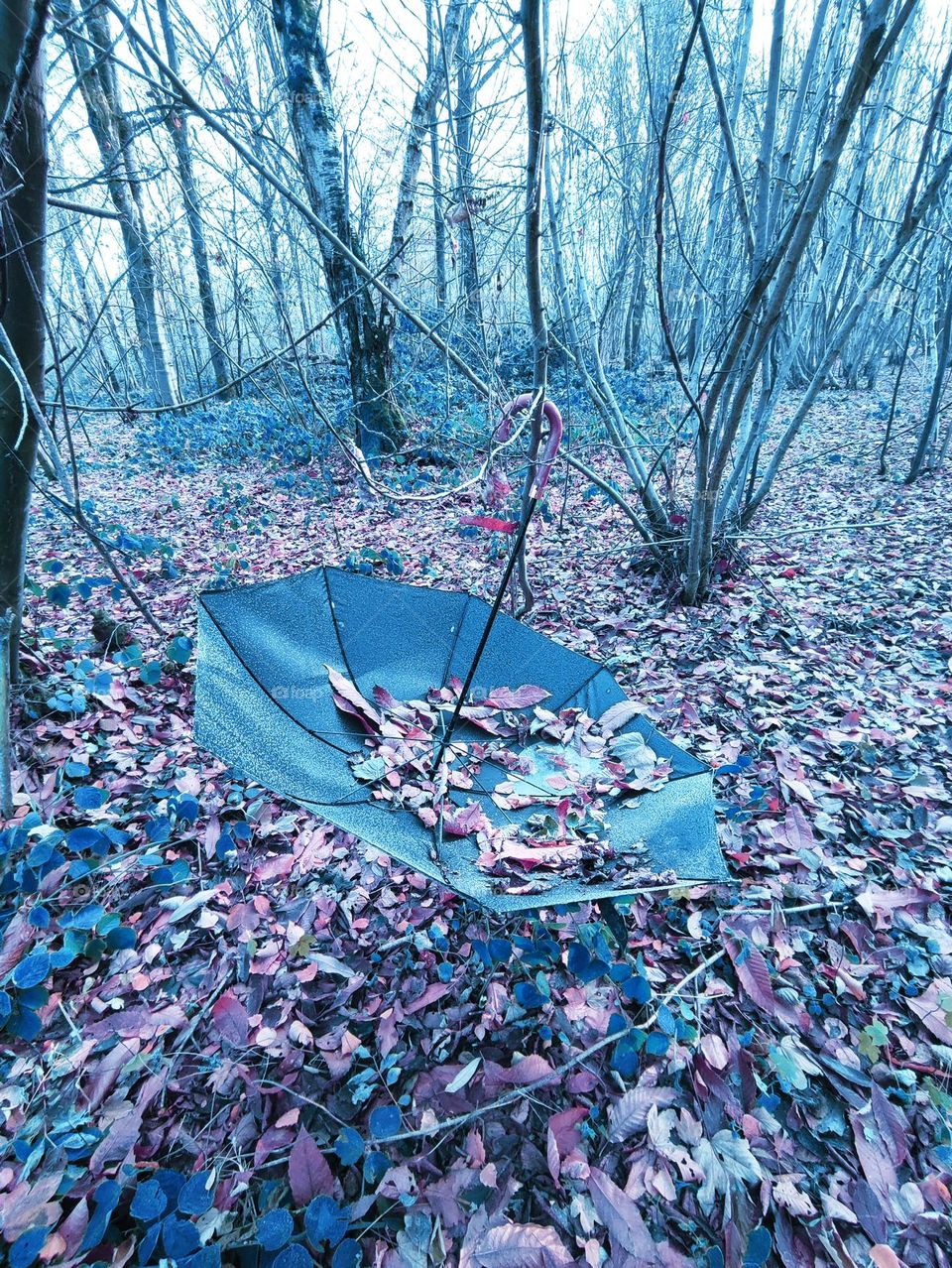 Wood, forest, nature