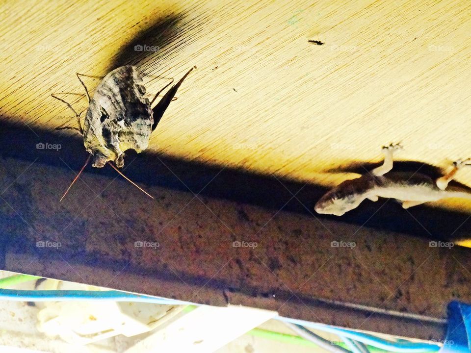 A Lizard spying on a moth