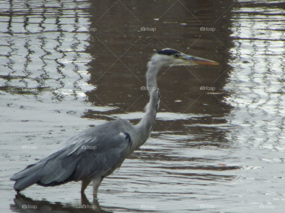 Waiting For Fish