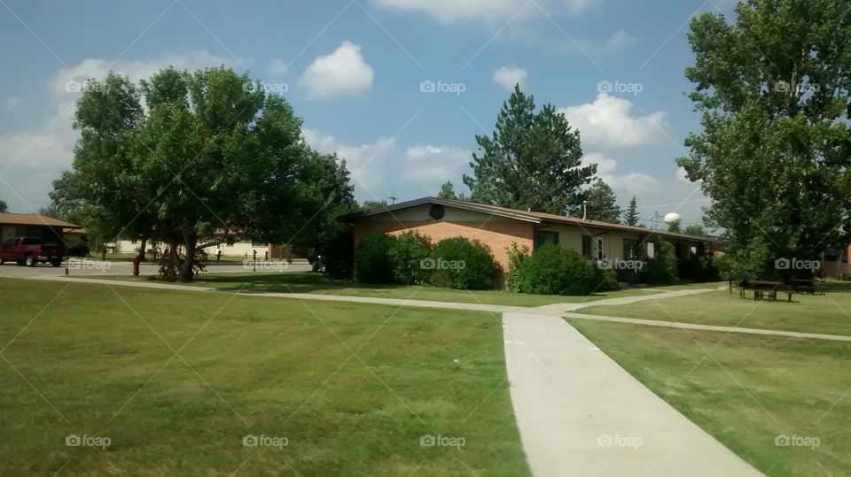 Tree, Lawn, Grass, No Person, Daylight