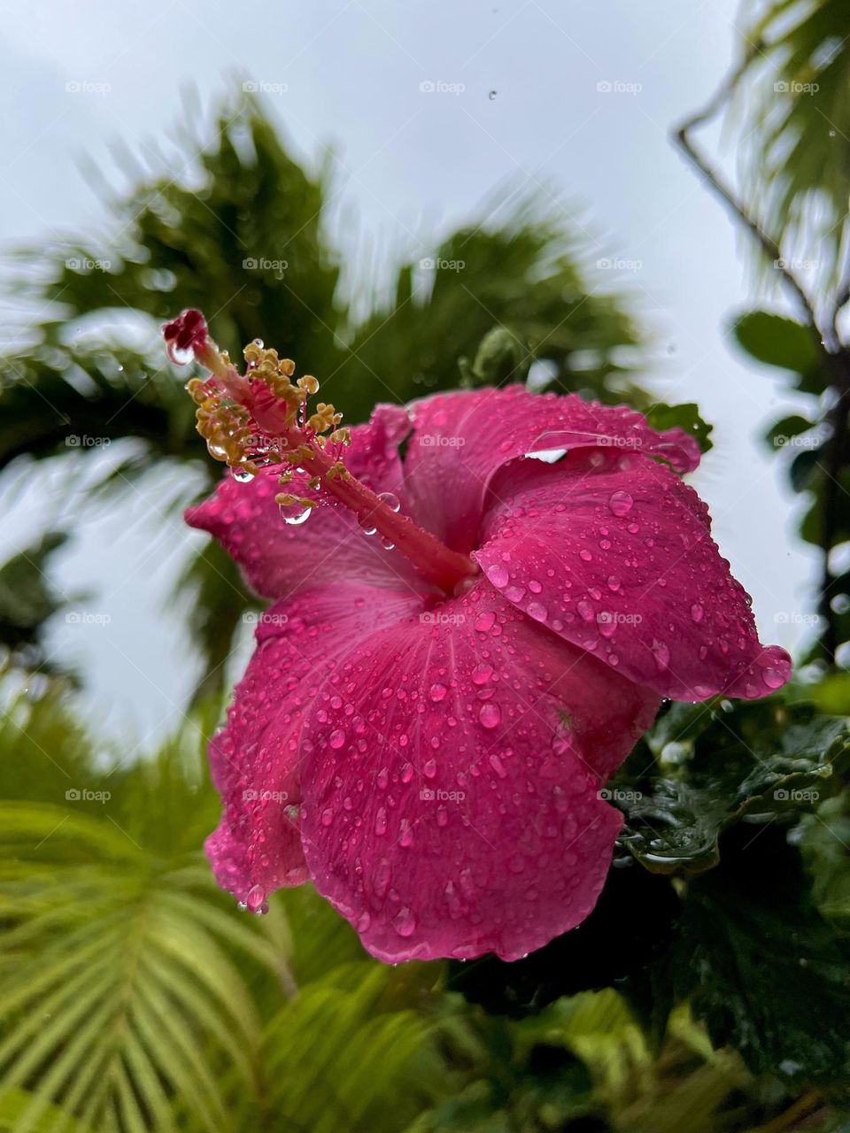 Pretty hibiscus flower after the rain