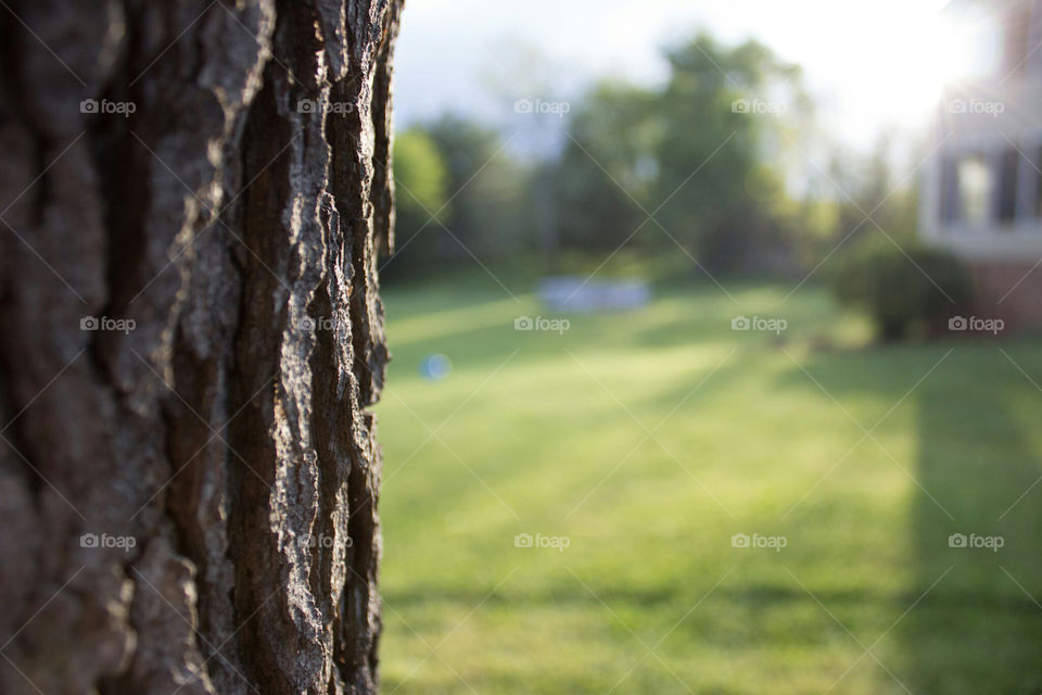 Tree and blurred background