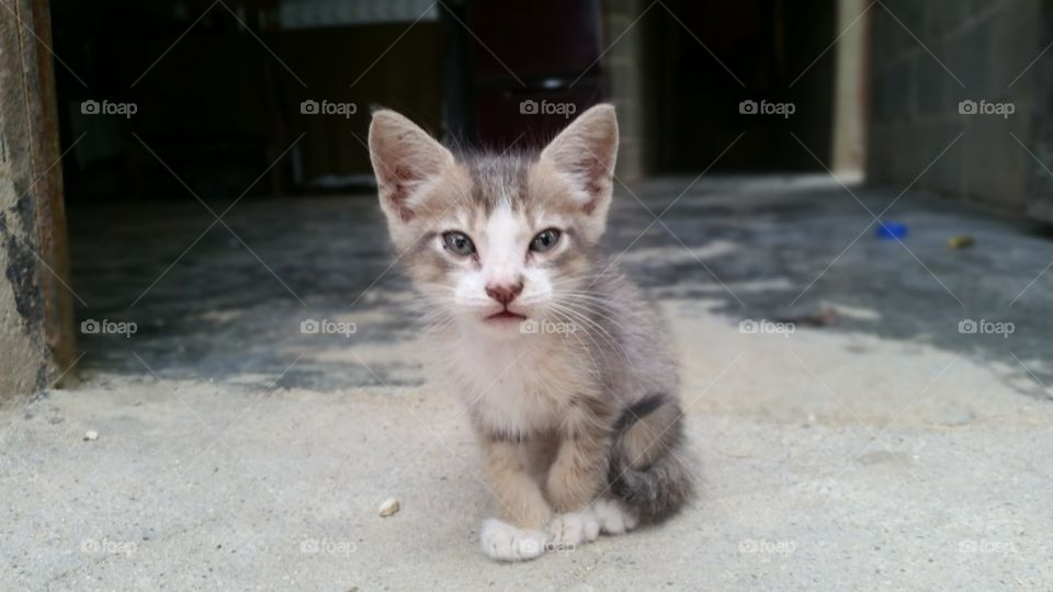 I was visiting a friend of mine here in the Dominican Republic when I found this little kitten it didn't have