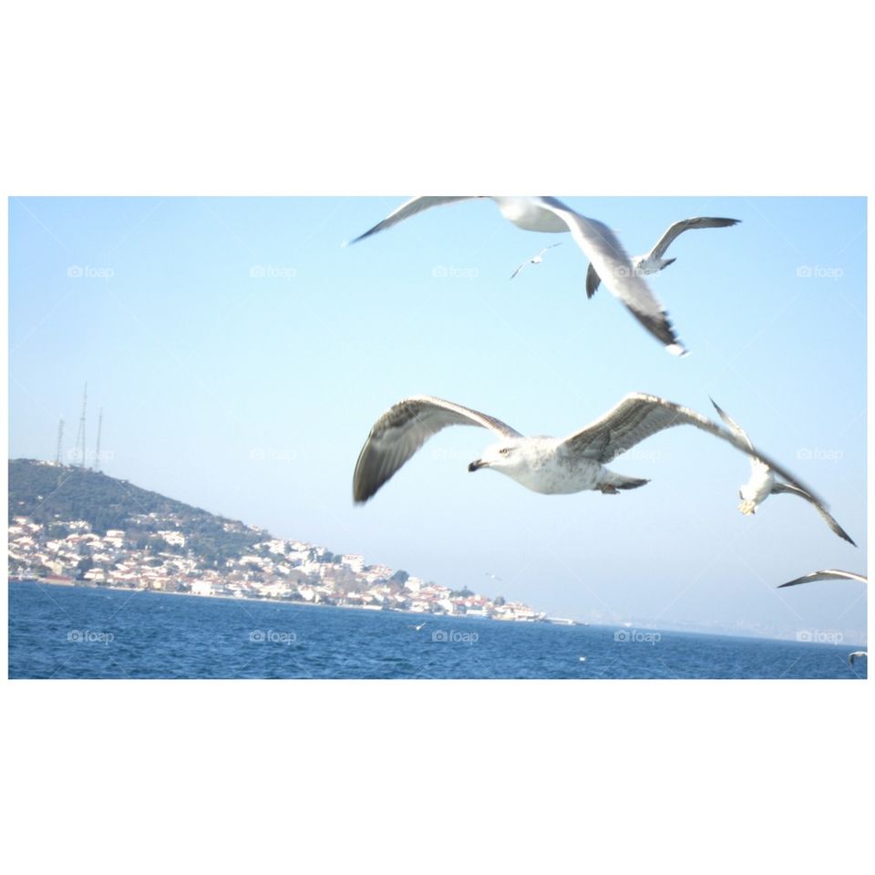 turkey ferry birds