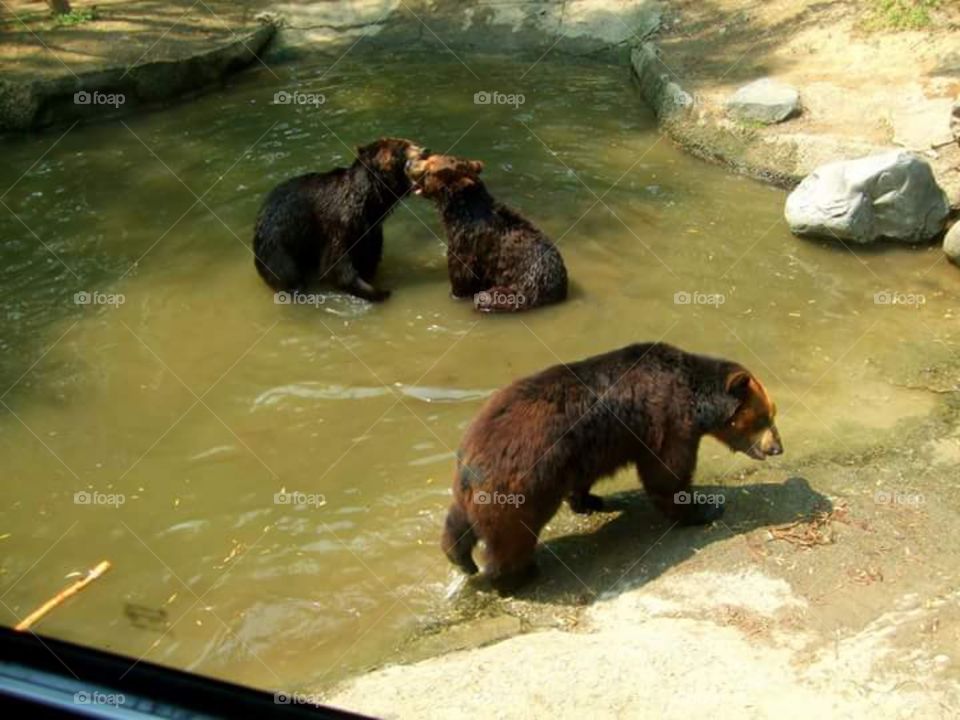 Frolicking in the water, the bears at Safari World Everland, South Korea