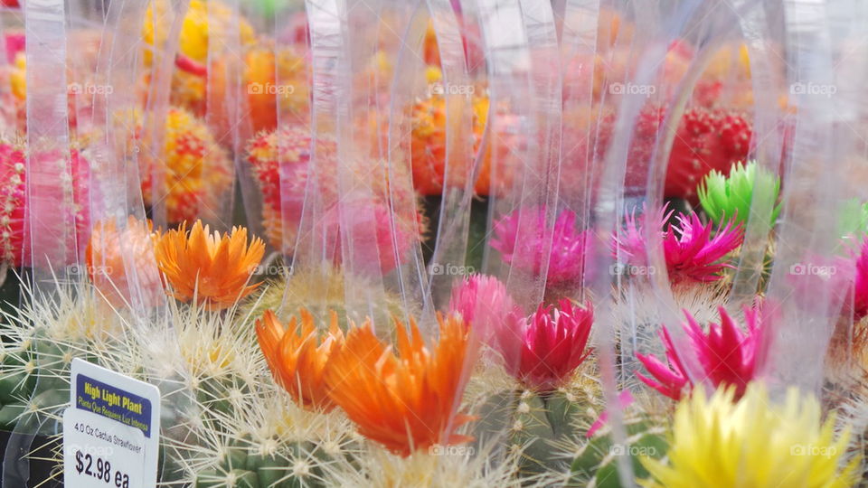 Baby Cacti